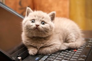 01 cat wants to tell you laptop 300x200 صور قطط حلوه, صور قطط قمرات, قطة جميله Photos Cats