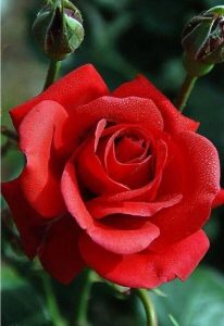 0bf85f8e6912c21360d4b2b4f3b05fac flowers red roses red 206x300 صور ورد جميلة حمراء, ورود متحركة وخلفيات جميلة, لكل من يحب صور الورد