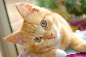 101438745 cat conjunctivitis causes 300x202 صور قطط حلوه, صور قطط قمرات, قطة جميله Photos Cats