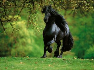 2THo868 300x225 صور خيول جديدة وجميلة روعة, صورة حصان عربي اصيل, احصنة حلوة خلفيات