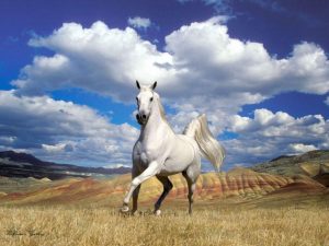 5jDOI1g 300x225 صور خيول جديدة وجميلة روعة, صورة حصان عربي اصيل, احصنة حلوة خلفيات