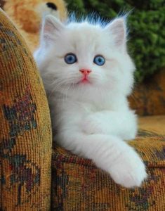 844b3f055efa90d2f4979b9ec36d6c2e white kittens blue eyes 235x300 صور قطط شيرازي, انواع قطط شيرازي