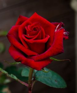 8a1a8d5111189b144dd3591841f84409 read rose red a 250x300 صور ورد جميلة حمراء, ورود متحركة وخلفيات جميلة, لكل من يحب صور الورد