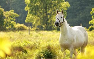 8aq1OU 300x188 صور خيول جديدة وجميلة روعة, صورة حصان عربي اصيل, احصنة حلوة خلفيات