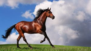 Arabian Horse 1600x900 300x169 صور خيول جديدة وجميلة روعة, صورة حصان عربي اصيل, احصنة حلوة خلفيات