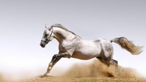 Araibian Horse Photo Best Horse Wallpaper 300x169 صور خيول جديدة وجميلة روعة, صورة حصان عربي اصيل, احصنة حلوة خلفيات