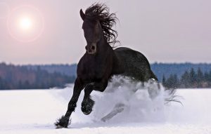 Black Horse Picture Wallpaper1 300x191 صور خيول جديدة وجميلة روعة, صورة حصان عربي اصيل, احصنة حلوة خلفيات