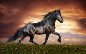 O7J5lBl 300x188 صور خيول جديدة وجميلة روعة, صورة حصان عربي اصيل, احصنة حلوة خلفيات