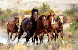 PM BLM Wild Horses 300x194 صور خيول جميلة, صور حصان, اجمل صور الخيل