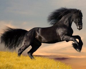 Racing Arabian Horse Wallpaper 1331741389 1200 300x240 صور خيول جديدة وجميلة روعة, صورة حصان عربي اصيل, احصنة حلوة خلفيات