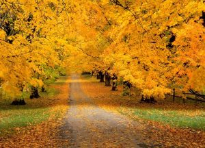 autumn 11 300x216 صور طبيعه للخريف والربيع hd , صور طبيعه رومانسيه خريف وربيع
