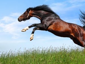 dIPgD2R 300x225 صور خيول جديدة وجميلة روعة, صورة حصان عربي اصيل, احصنة حلوة خلفيات
