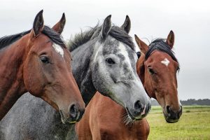 horses 1414889 960 720 300x200 صور خيول جميلة, صور حصان, اجمل صور الخيل