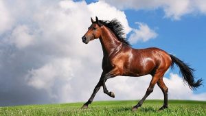 image 6 300x169 صور خيول جميلة, صور حصان, اجمل صور الخيل