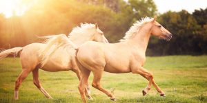 o HORSE facebook 300x150 صور خيول جميلة, صور حصان, اجمل صور الخيل