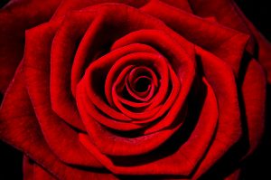 red rose 1347966359HaB 300x199 صور ورد جميلة حمراء, ورود متحركة وخلفيات جميلة, لكل من يحب صور الورد
