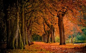 t 300x188 صور طبيعه للخريف والربيع hd , صور طبيعه رومانسيه خريف وربيع