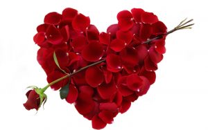 valentine roses 300x188 صور عيد الحب, خلفيات رمزيات عيد الحب, تاريخ عيد الحب, قصة عيد الحب