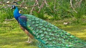 اجمل صور طاووس 1 450x253 300x169 صور خلفيات طاووس جميله ورمزيات للون طاووس ازرق