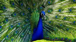 اجمل صور طاووس 3 450x253 300x169 صور خلفيات طاووس جميله ورمزيات للون طاووس ازرق
