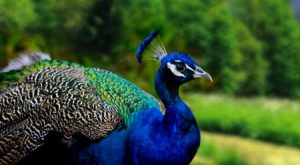 خلفيات طاووس 4 450x247 300x165 صور خلفيات طاووس جميله ورمزيات للون طاووس ازرق