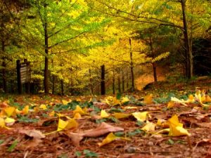 خلفيات ورق شجر جميلة 1 450x338 300x225 صور اوراق الشجر الاخضر , ورق شجر جميل في فصل الخريف
