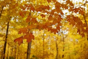 خلفيات ورق شجر جميلة 3 450x300 300x200 صور اوراق الشجر الاخضر , ورق شجر جميل في فصل الخريف