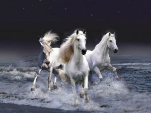 رمزيات خيول جديدة صور رمزيات خيل بجودة HD 4 450x338 300x225 رمزيات خيول عربية اصيلة للفيسبوك وانستقرام