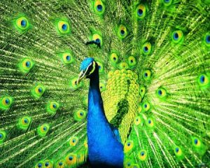 رمزيات طاووس 1 450x360 300x240 صور خلفيات طاووس جميله ورمزيات للون طاووس ازرق