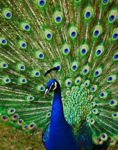 رمزيات طاووس 4 237x300 صور خلفيات طاووس جميله ورمزيات للون طاووس ازرق