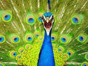 رمزيات وخلفيات طاووس 1 450x338 300x225 صور خلفيات طاووس جميله ورمزيات للون طاووس ازرق