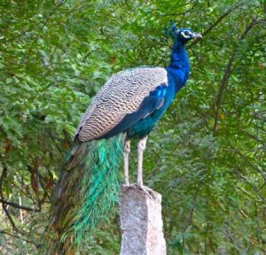 رمزيات وخلفيات طاووس 3 450x432 300x288 صور خلفيات طاووس جميله ورمزيات للون طاووس ازرق