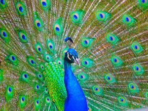 رمزيات وخلفيات طاووس 4 450x338 300x225 صور خلفيات طاووس جميله ورمزيات للون طاووس ازرق