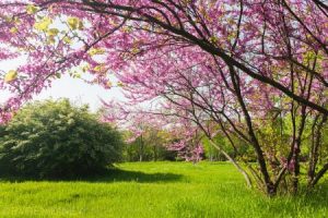 رمزيات وخلفيات وصور عن فصل ربيع 2017 3 450x300 300x200 صور عن الربيع في رمزيات ازهار واشجار