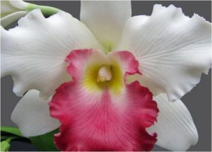 زهرة الاوركيد فيس بوك 1 1 450x322 300x215 صور زهرة الاوركيد الجميلة , رمزيات زهرة الاوركيد باللون الروز