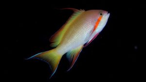 صور اجمل الاسماك البحرية في العالم خلفيات HD 1 450x253 300x169 صور سمك جميل جدا والوان انواع مختلفة من السمك
