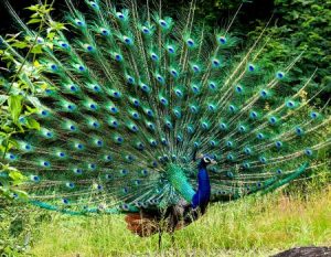 %name صور خلفيات طاووس جميله ورمزيات للون طاووس ازرق