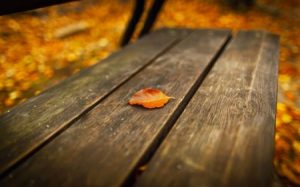 صور اوراق الشجر خلفيات عن فصل الخريف 2017 1 450x281 300x187 صور اوراق الشجر الاخضر , ورق شجر جميل في فصل الخريف
