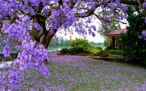 صور خلفيات فصل الربيع 2017 3 450x281 300x187 صور عن الربيع في رمزيات ازهار واشجار