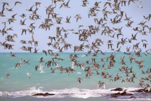 صور عن هجرة الطيور في سرب طيور مهاجرة روعة 1 450x300 300x200 صور طبيعية جميلة , رمزيات اشبه باللوحات الفنيه