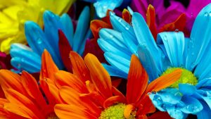 صور ورود جميلة اجمل صور الورد والازهار بجودة HD 41 300x169 صور ورد, صور ورود متنوعه حمراء زرقاء جميلة لامعه, نوع جديد من الورد