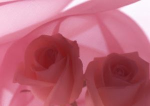 2015 1402010259 192 300x212 صور ورد جوري جديدة , اجمل الورود بكل الالوان احمر اصفر بنفسجي ابيض Rosa damascena