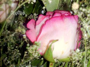 2015 1402010260 133 300x225 صور ورد جوري جديدة , اجمل الورود بكل الالوان احمر اصفر بنفسجي ابيض Rosa damascena