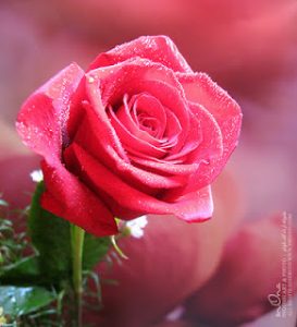 2015 1402010260 326 273x300 صور ورد جوري جديدة , اجمل الورود بكل الالوان احمر اصفر بنفسجي ابيض Rosa damascena