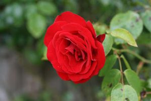 2015 1402010260 583 300x201 صور ورد جوري جديدة , اجمل الورود بكل الالوان احمر اصفر بنفسجي ابيض Rosa damascena