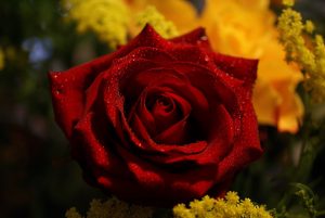 2015 1402011361 952 300x201 صور ورد جوري جديدة , اجمل الورود بكل الالوان احمر اصفر بنفسجي ابيض Rosa damascena
