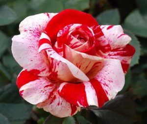 Red White Rose seeds 623x527 2 300x254 احدث صور ورد Photos Flowers sowar ward اجمل صور الورد