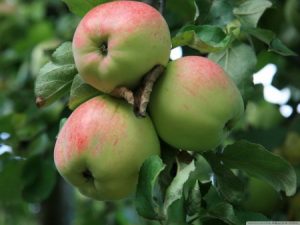 apple 450x338 300x225 صور تفاح فريسكا الجميل , رمزيات للتفاح الفريسكا الرائع