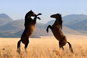 اخجط 300x200 صور خيول جديدة وجميلة روعة , صورة حصان عربي اصيل , احصنة حلوة خلفيات , Photos horses