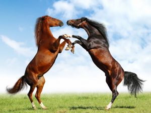 اخم 300x225 صور خيول جديدة وجميلة روعة , صورة حصان عربي اصيل , احصنة حلوة خلفيات , Photos horses